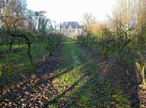 Apple trees next to the castle